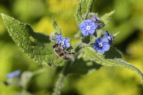 Honey bee (Apis mellifera) on Spanish ox tongue (Pentaglottis sempervirens), Emsland, Lower Saxony,
