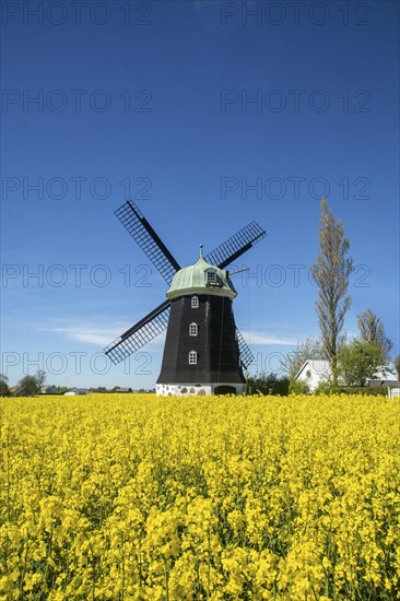 Windmill type Dutchman that was in use 1825, 1958, surrounded by blooming rapeseed fields and