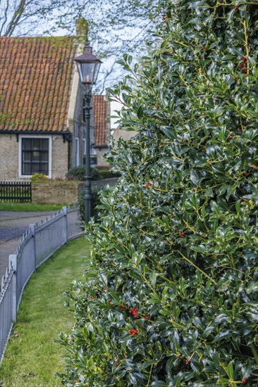 High hedge next to a garden fence and a road, traditional houses in the background, quiet rural