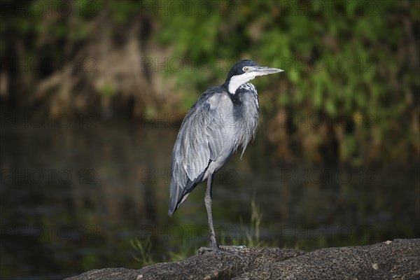 Black-headed heron (Ardea melanocephala) stands by a pond, Serengeti National Park, Tanzania,