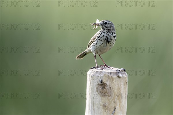 Meadow pipit (Anthus pratensis) with insects in its beak, Emsland, Lower Saxony, Germany, Europe
