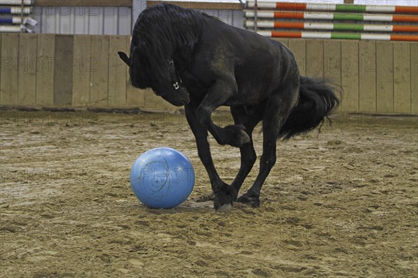 Friesian, Friesian horse, plays with the ball