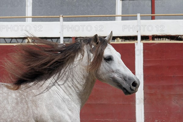 Andalusian, Andalusian horse, Antequerra, Andalusia, Spain, Europe