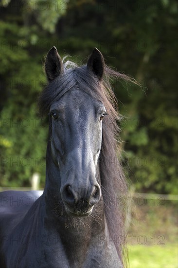 Friesian, Friesian horse