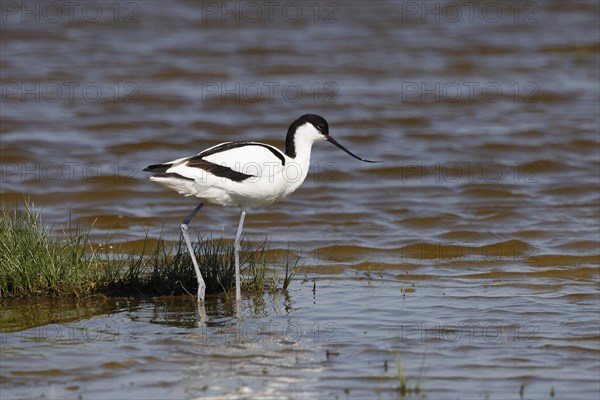 Black-capped avocet (Recurvirostra avosetta) wading through water, North Sea coast, Dithmarschen,
