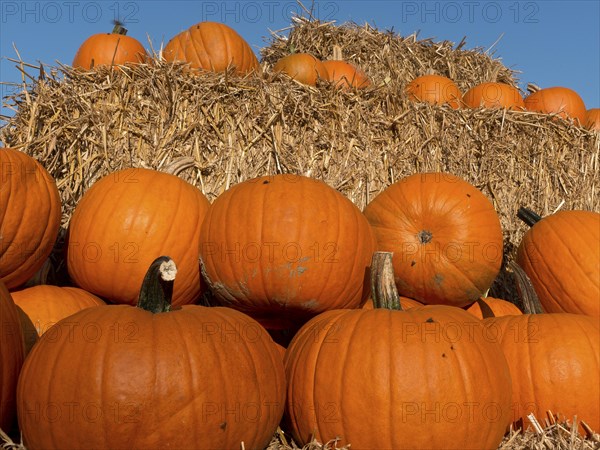 Pumpkins on a pile of straw bales under a blue sky, bright autumn colours, many orange pumpkins at