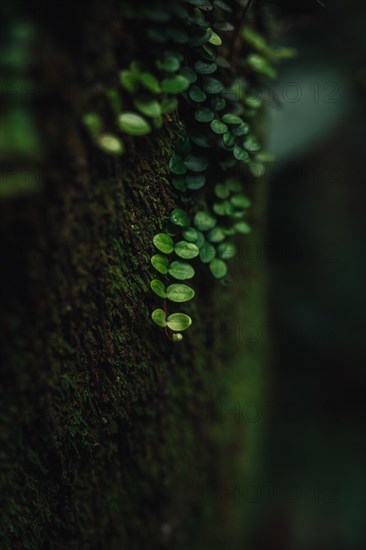 Nature detail shot of pennywort growing on a tree trunk and illuminated by the morning sun. Taken