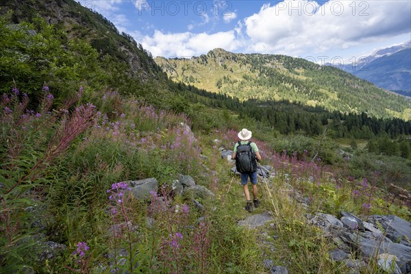 Mountaineer on a hiking trail between flowers, mountain landscape with green meadows, purple