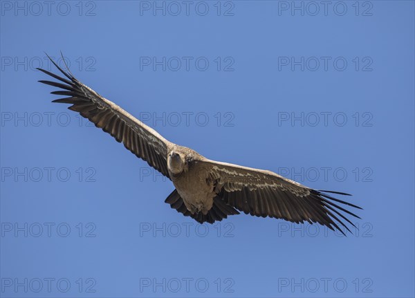 Griffon vulture (Gyps fulvus), Monfraguee National Park, Extremadura, Castilla La Mancha, Spain,