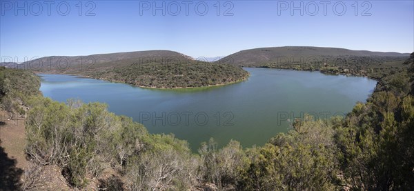 Eurasian griffon vulture (Gyps fulvus), Monfraguee National Park, Extremadura, Castile, La Mancha,