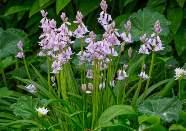Spanish bluebell (Hyacinthoides hispanica)