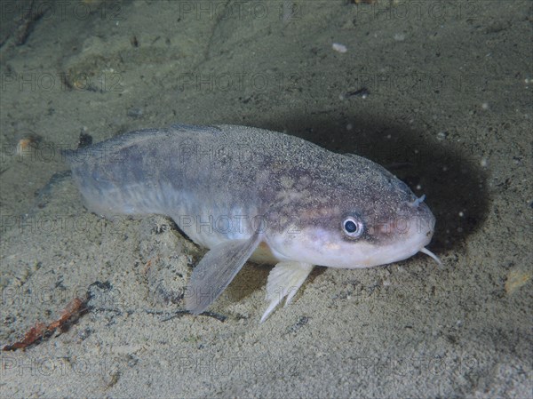 A greyish fish with a broad snout, burbot (Lota lota), rudd, on the sandy lake bottom. Dive site
