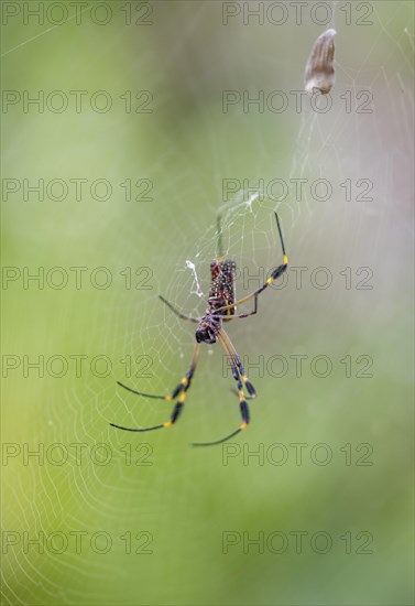 Golden silk spider (Nephila clavipes) sitting in its web, Tortuguero National Park, Costa Rica,
