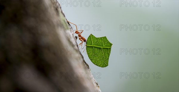 Leaf-cutter ant (Atta cephalotes) carrying a piece of leaf, rainforest, Tortuguero National Park,