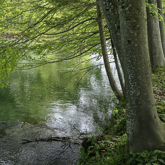 A peaceful river surrounded by trees with green leaves in a quiet forest. Alpine river with old