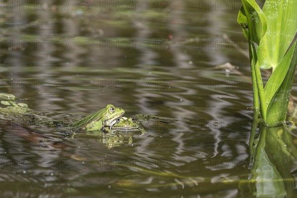 Green frogs (Rana esculenta), Emsland, Lower Saxony, Germany, Europe
