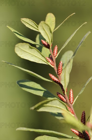 Bog myrtle (Myrica gale), North Rhine-Westphalia, Germany, Europe