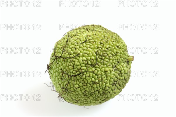 Hedge apple (Maclura pomifera), fruit on white background