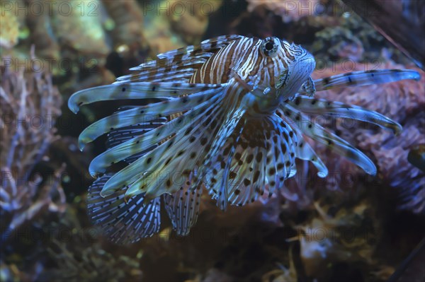 Pacific red lionfish (Pterois volitans) in the aqurium of Nuremberg Zoo, Nuremberg, Middle