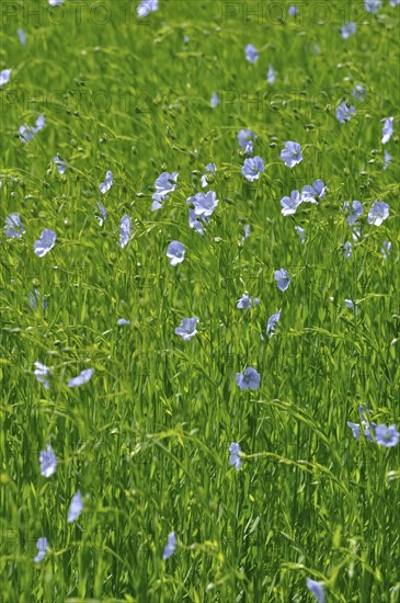 Flowering flax field