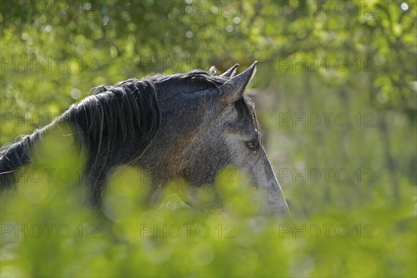 Andalusian, Andalusian horse, Antequera, Andalusia, Spain, Europe