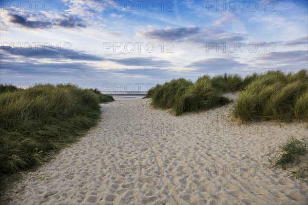 Marram grass (Ammophila arenaria) on dune and beach, Wadden Sea, Schillig, Wangerland, East Frisia,