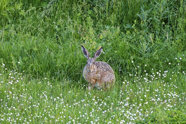 A hare European hare (Lepus europaeus) in a green meadow surrounded by grass and wildflowers,
