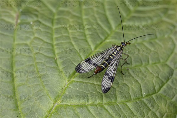 Scorpion fly (Panorpa communis), Emsland, Lower Saxony, Germany, Europe