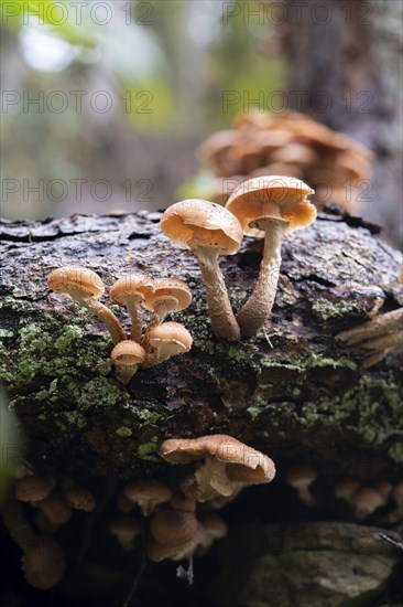 Honey fungus (Armillaria), large cluster of fruiting bodies next to a tree stump, Solingen, North