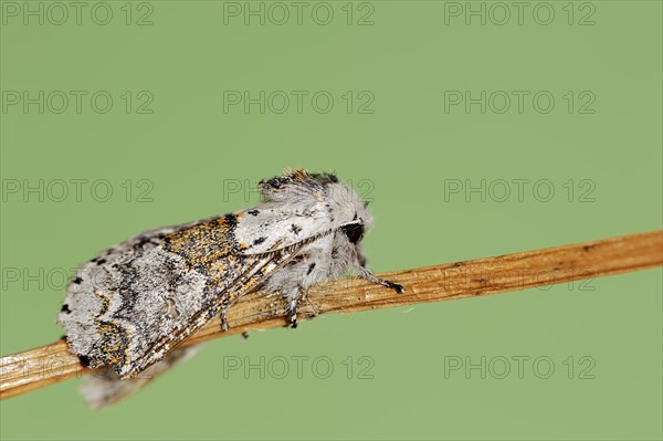 Sallow kitten moth (Furcula furcula), North Rhine-Westphalia, Germany, Europe
