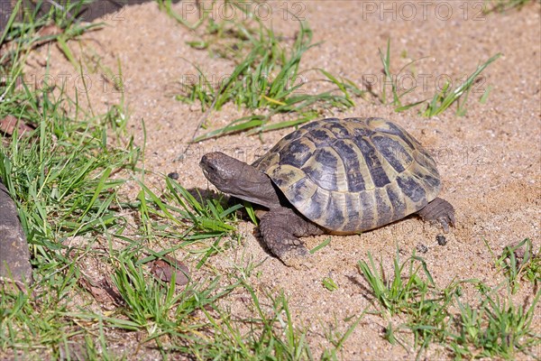 Hermann's tortoise (testudo hermanni), walking on sandy ground, captive, Rhineland-Palatinate,
