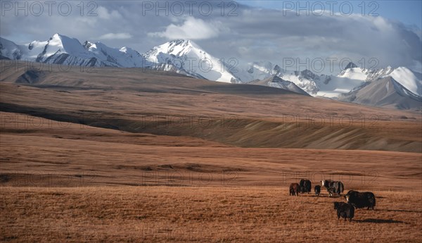 Glaciated and snow-covered mountains, yaks grazing on the plateau in autumnal mountain landscape