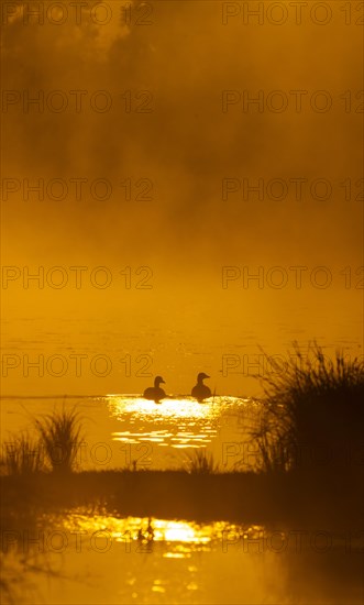 Greylag geese (Anser anser), morning mood, sunlight, backlight, water, Lower Austria