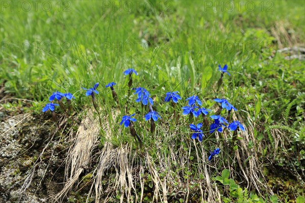 Gentian (Gentiana)