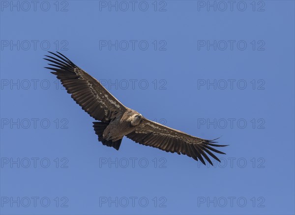 Griffon vulture (Gyps fulvus), Monfraguee National Park, Extremadura, Castilla La Mancha, Spain,