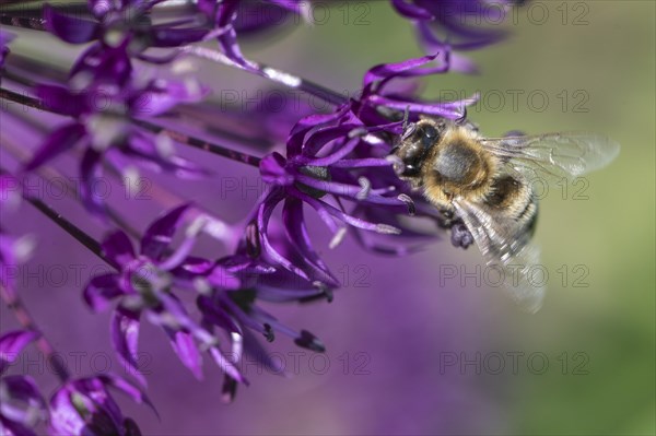 Honey bee (Apis mellifera) on ornamental leek (Allium aflatuense), Emsland, Lower Saxony, Germany,
