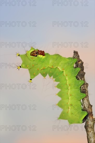 Indian luna moth (Actias selene), caterpillar, captive, occurrence in Asia