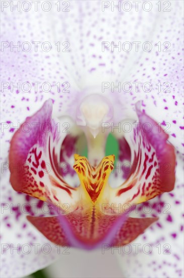 Butterfly orchid (Phalaenopsis), flower detail, houseplant, North Rhine-Westphalia, Germany, Europe