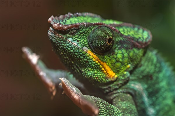 Panther Chameleon, terrarium in the Nuremberg Zoo, Nuremberg, Middle Franconia, Bavaria, Germany,