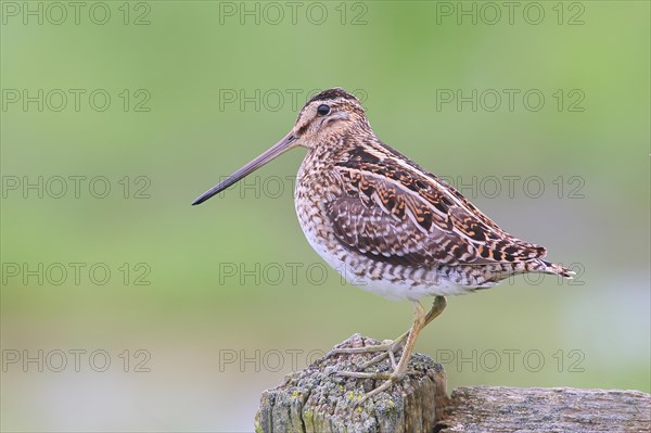 Common snipe (Gallinago gallinago), standing on a pasture fence, snipe birds, wildlife, Ochsenmoor,