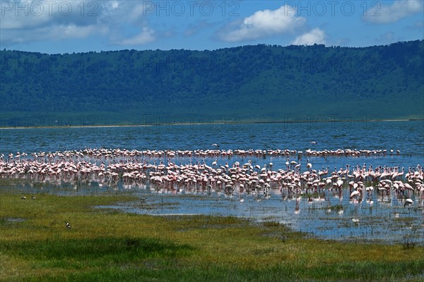 Lesser flamingos (Phoeniconaias minor) and Greater flamingos (Phoenicopterus roseus), Ngorongoro