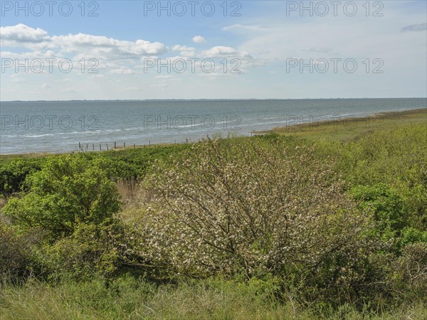 View of the sea, in the foreground green bushes and a wild coast under a blue sky with clouds, dune
