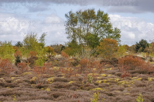 Autumn landscape with extensive heathland, colourful bushes and cloudy sky, grasses and bushes with