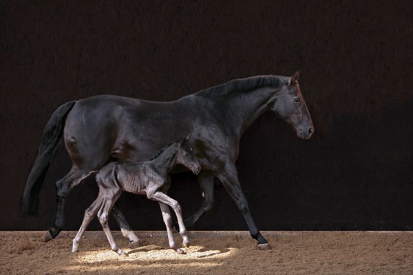Hanoverian, mare with foal