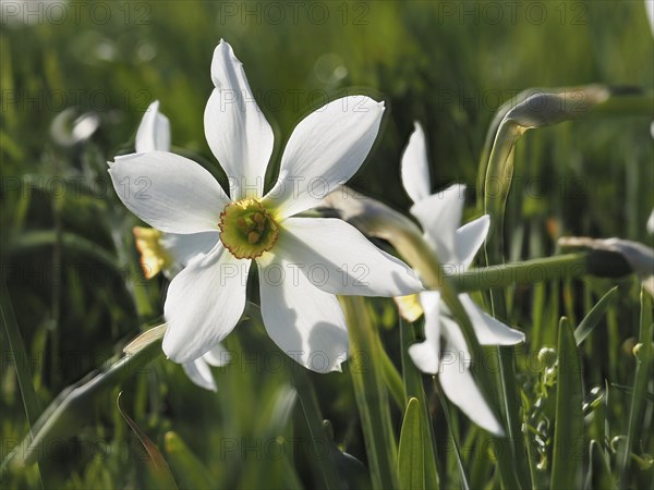 Star narcissus (Narcissus radiiflorus), near Irdning, Ennstal, Styria, Austria, Europe