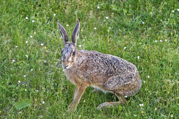 A brown hare (Lepus europaeus) seen from the front sitting in a green meadow surrounded by grazing