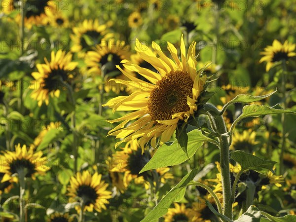 Vivid close-up of a sunflower in a huge sunflower field, blooming yellow sunflowers in a field with