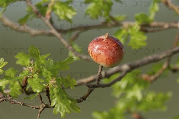 Gall, gall apple on oak (Quercus), Common oak gall wasp (Cynips quercusfolii), Lower Saxony,