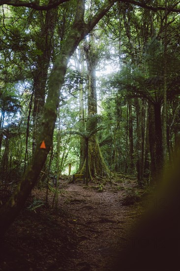 Hike through the forest to a viewpoint in New Zealand. A white pine stretches through the treetop