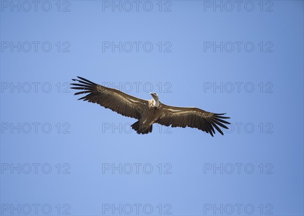 Griffon vulture (Gyps fulvus), Monfraguee National Park, Extremadura, Castilla La Mancha, Spain,